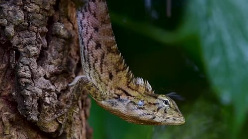 The Oriental Garden Lizard is also called the Eastern Garden Lizard, Bloodsucker and Changeable Liza