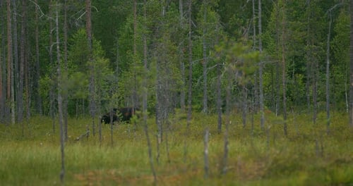 Large Adult Brown Bear Walking Free in the Forest at Night