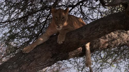 Lioness resting on tree branch in Tarangire National Park, Tanzania