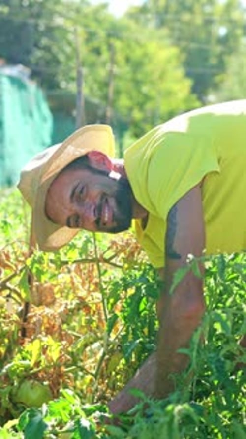 Happy Farmer Smiling While Harvesting Ripe Fresh Organic Tomatoes