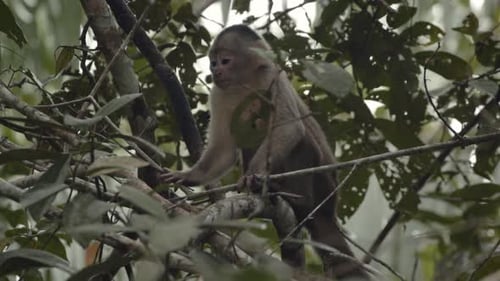 Small Capuchin monkey using his feet to scratch himself before turning around