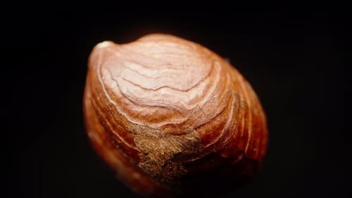 Macro Detail of a Single Hazelnut Rotating