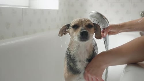 Small Dog Getting a Bath in a White Bathtub