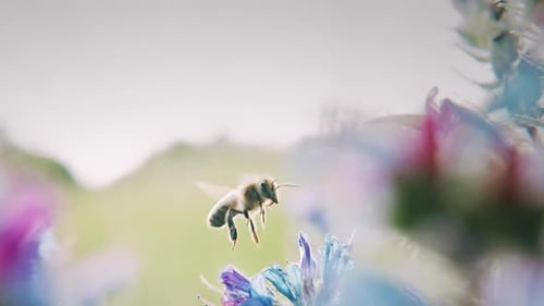 Abeja interactuando con la naturaleza