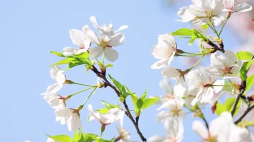 Cherry Blossoms, 4K Shot
