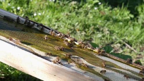 P272. Many bees gather near the drinking trough and drink water.