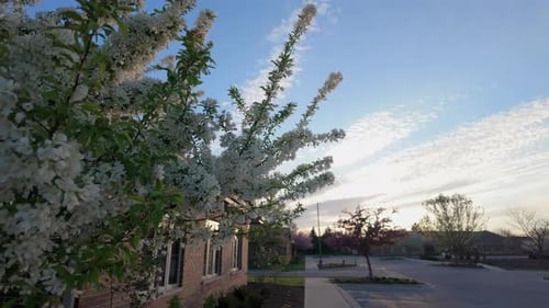 Spring Blossoms at Sunrise in Suburban Neighborhood
