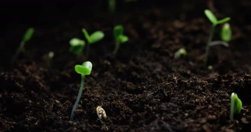 Mesmerizing Macro Timelapse of Seed Germination