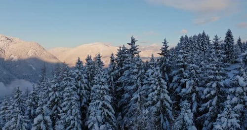 Snow Covered Trees and Mountains Aerial View