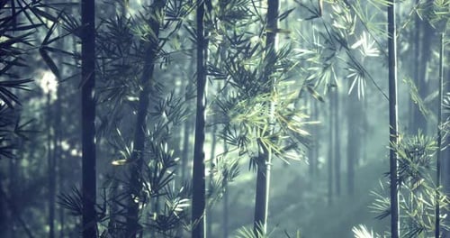 Bamboo Forest with Sunlight Filtering Through Dense Foliage in Tranquil Setting