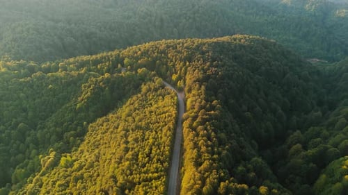Golden Hour in the Autumn Forest and Road 4k