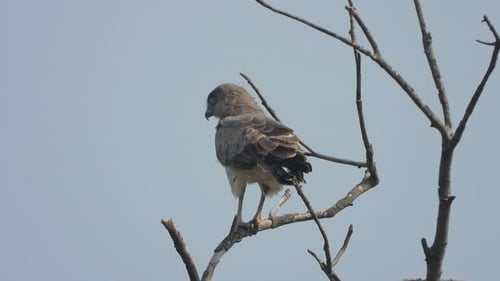 Solitary Bird Perched on Branch on Tree