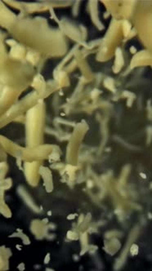 The Grated Cheese Falls Down Filmed on a Highspeed Camera at 1000 Fps
