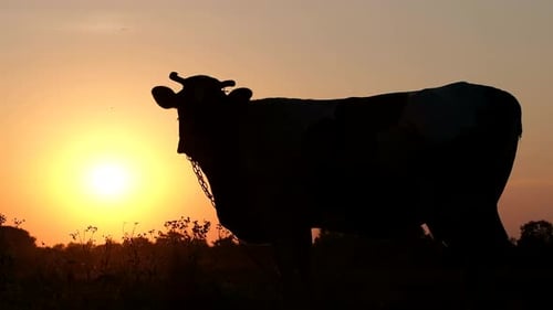 A Beautiful Image of a Silhouette of a Cow Standing in a Field Against a Sunset Background