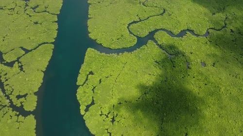 Mangrove Forest with Winding Waterways and Green Clusters Siargao Philippines