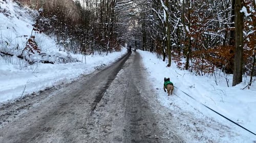 Taking french bulldog for walk in winter Gdansk Poland