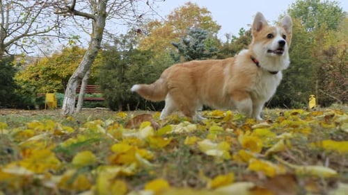 Happy little Welsh Corgi on a walk in the park. The Corgi is a royal dog.