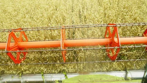 Combine Harvester Harvesting Wheat Crop in Golden Field