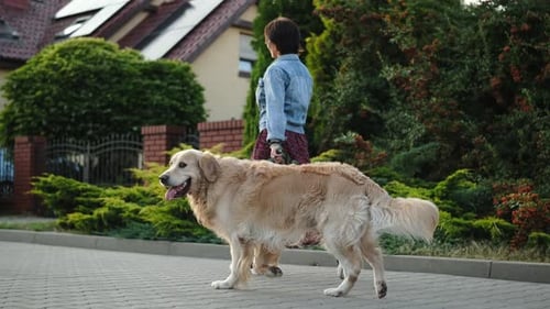 Woman Walking a Golden Retriever on Sidewalk