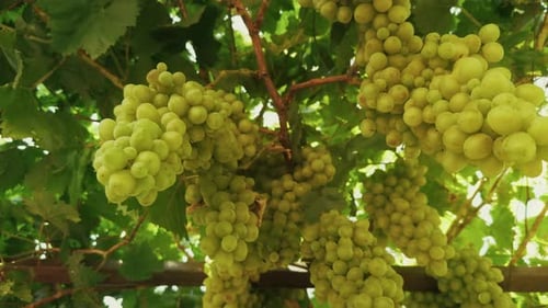 Delicious Organic Fruit Grape 3