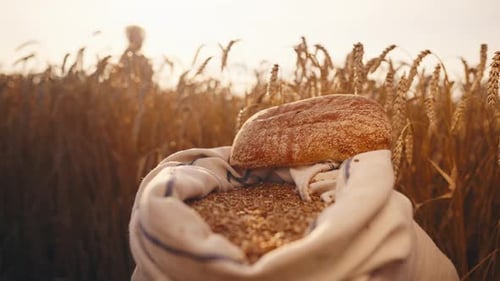Wheat Grain Bag with Loaf Bread on Field Unrecognizable Farmer in Straw Hat on Agricultural Wheat
