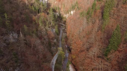 Aerial View of a Autumn Forest Through Which a Winding Road Passes in the Mountains