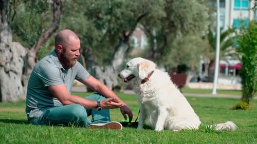 Man Pet Owner Plays with His Happy Pet Dog Golden Retriever Outside on Lawn Public Park During