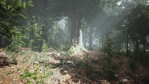 Lebendige Landschaft mit wunderschönem Sonnenlicht in einem üppigen grünen Wald