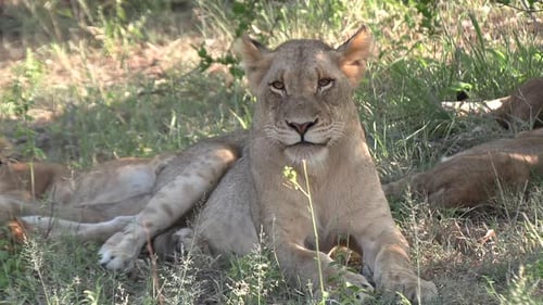 Resting lioness yawns next to others on grass in shade, close view