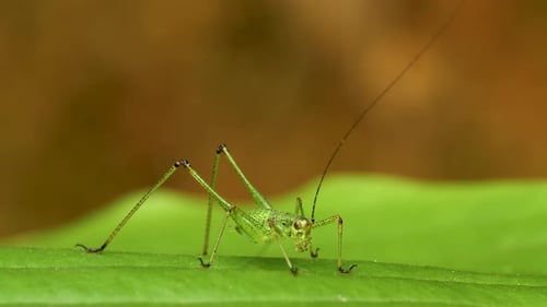 Green Grasshopper
