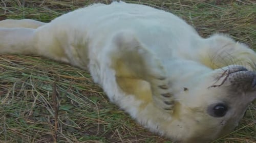 Breeding season for Atlantic Grey seals, revealing newborn pups with white fur, mothers nurturing an