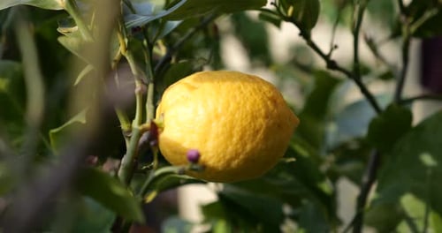 Close-Up of a Lemon on the Tree