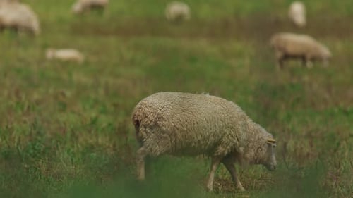 Farm a Herd of Sheep are Grazing in a Field of Grass