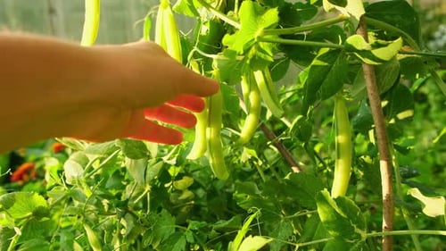 Hand Picking Fresh Green Pea Pods in Garden