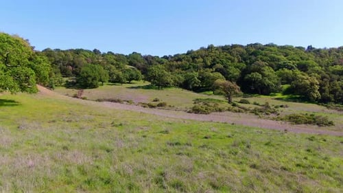 Lush Meadow Landscape on Sunny Day