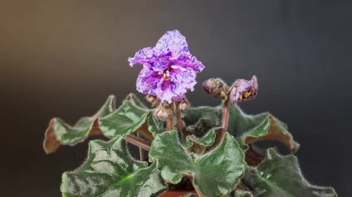 Violet Flower