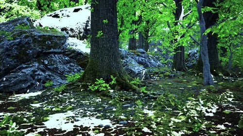 A Lush Green Forest with Tall Trees and a Vibrant Ecosystem