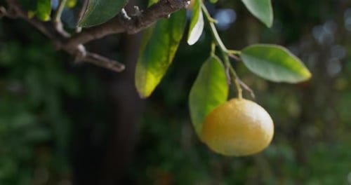 Closeup of Tangerines Growing on a Tree in the Garden