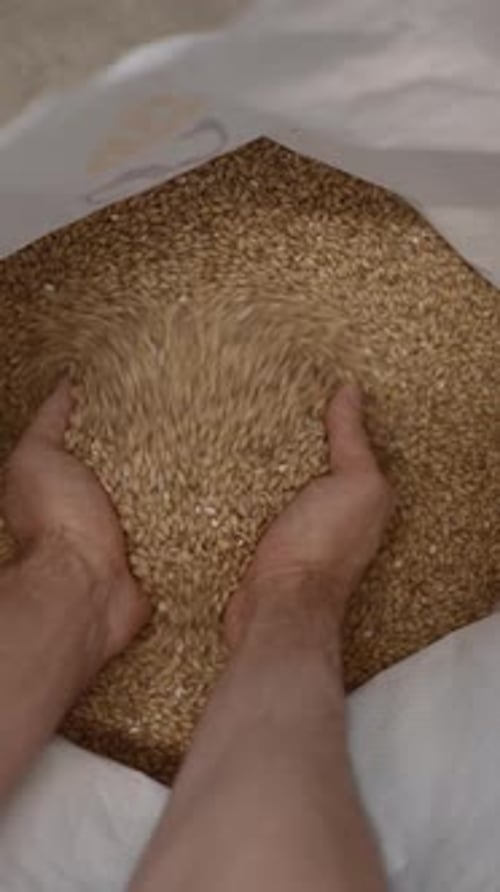Mão de pessoa pegando um punhado de grãos de malte e depois despejada no saco da Beer Factory High Angle POV