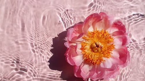 Blooming Peony Flower Open on Water Surface and Diverging Circles of Water on Pink Background Slow