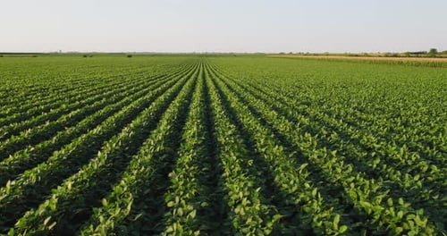Aerial shot of green soybean crops field at agricultural farm.