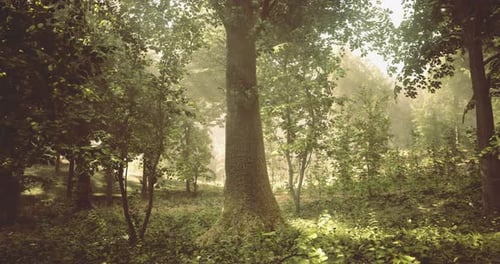 Morning Sunlight Filters Through Trees in a Serene Forest