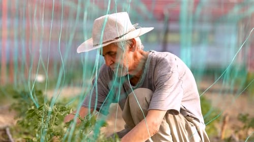 Adult Tends to Green Plants in Rural Garden
