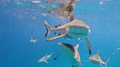 Predatory Shark Eats Its Prey In The Ocean. Reef Sharks And Other Fish In The Indian Ocean.