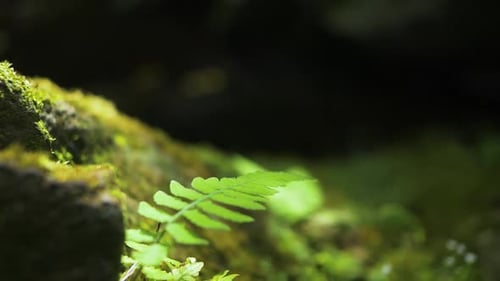A small fern leaf in middle of green moss and leaves in a humid forest