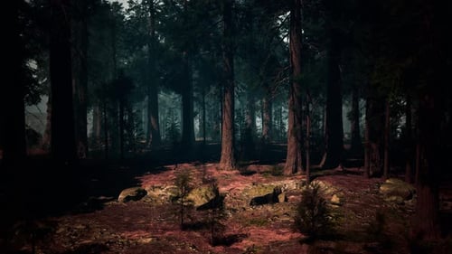 Mysterious Sequoia Forest With Abundant Trees Dark Forest