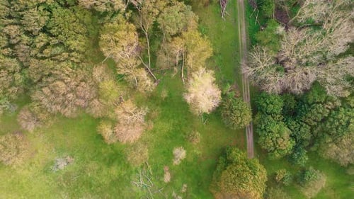 An aerial view of a lush green forest with scattered trees, open grassy spaces, and a narrow