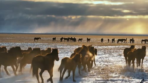 Herd of Horses Running Across Snowy Plains at Sunset