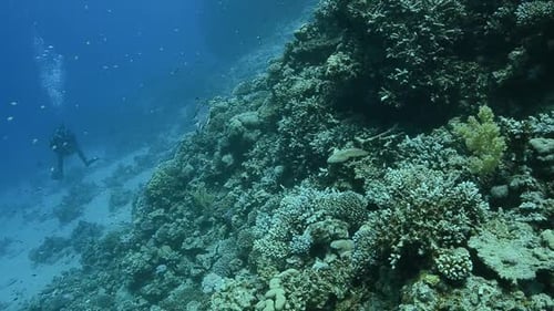 Tropical coral reed with scuba diver in the distance
