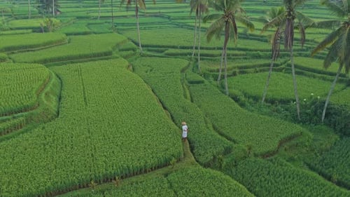 Indonesian farmer walking through lush green rice terraces in bali